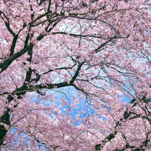 The cherry blossom season will begin on March 16 in Tokyo and Fukuoka